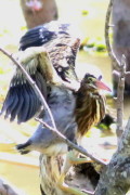 Garcita azulada/Striated Heron