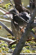 Garcita azulada/Striated Heron