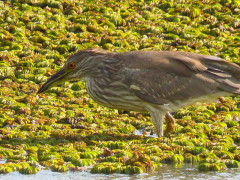 Garza bruja/Black-crowned Night-Heron