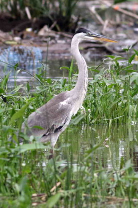 Garza mora/Cocoi Heron