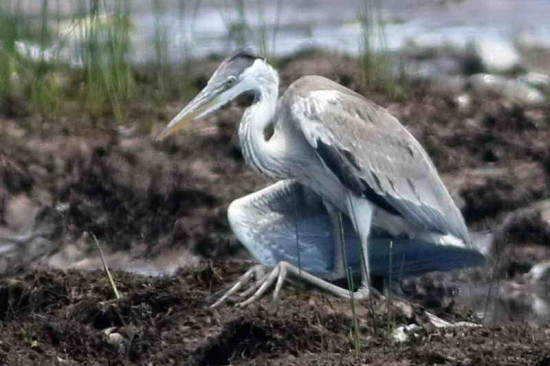 Garza mora/Cocoi Heron