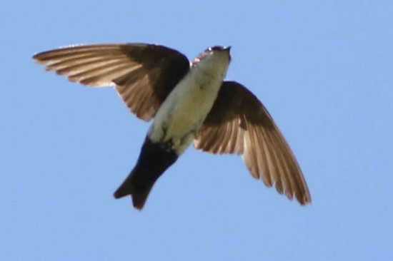 Golondrina barranquera/Blue-and-white Swallow