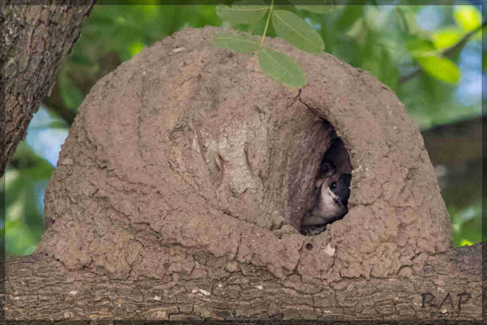 Golondrina parda/Brown-chested Martin