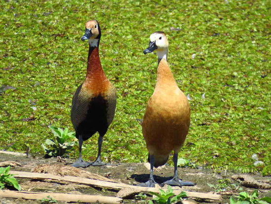 Híbrido/hybrid