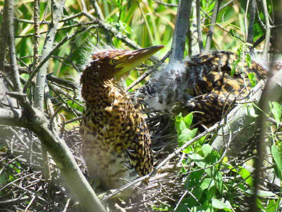 Hocó colorado/Rufescent Tiger-Heron