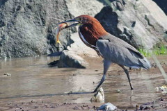 hocó-trompudo/Tiger-Heron-Long-whiskered catfish