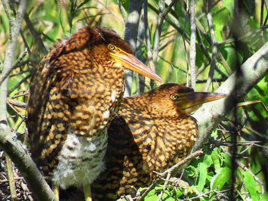 Hocó coloado/Rufescent Tiger-Heron