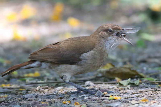 Hornero/Rufous Hornero