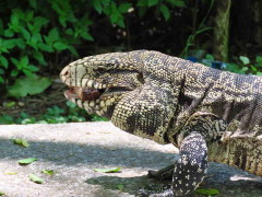 Lagarto overo/Black-and-white Tegu