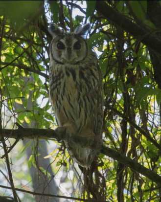 Lechuzón orejudo/Striped Owl