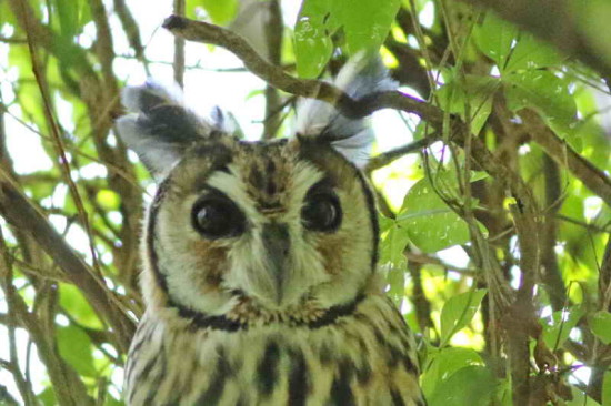 Lechuzón orejudo/Striped Owl