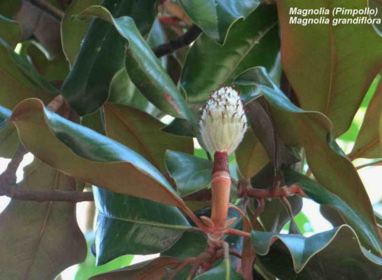 Magnolia/Magnolia