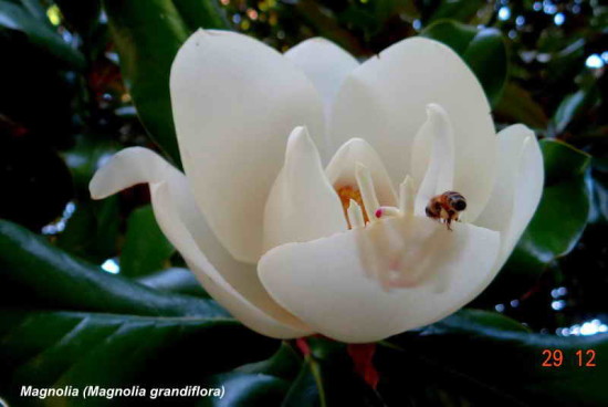 magnolia NGG 29 12 16_3