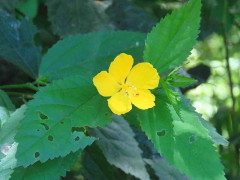 Malva de bosque/Pavonia sepium