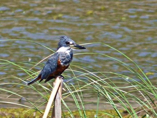 Martín pescador grande/Ringed Kingfisher