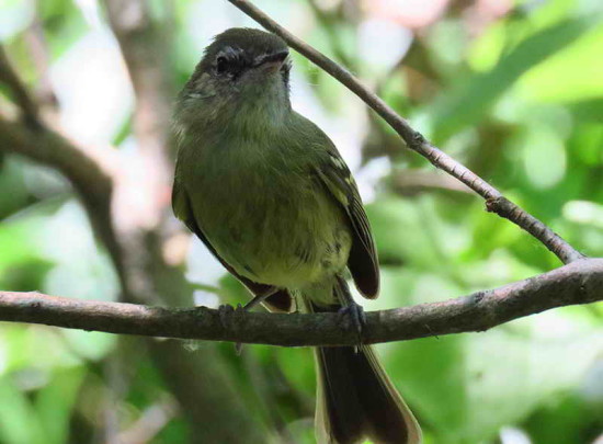 Mosqueta común/Mottle-cheeked Tyrannulet