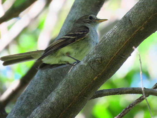 Mosqueta parda/Euler's Flycatcher