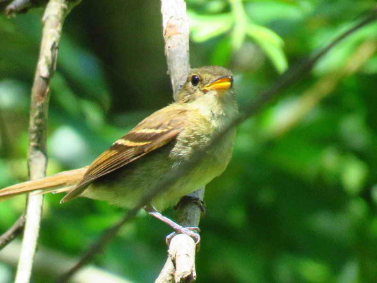 Mosqueta parda/Euler's Flycatcher