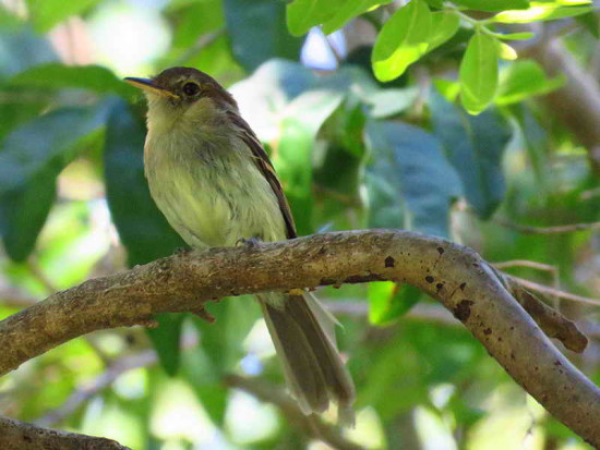 Mosqueta parda/Euler's Flycatcher