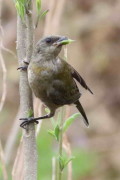 Naranjero/Blue-and-yellow tanager