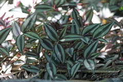 Oreja de tigre/Purple wandering jew