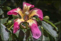 Palo borracho/Silk floss tree