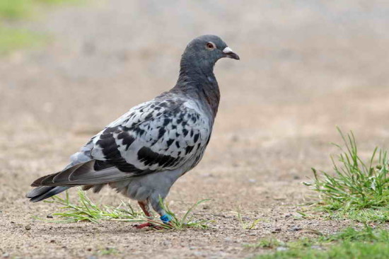 Paloma mensajera/Home pigeon