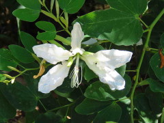 Pata de buey/Cow's foot