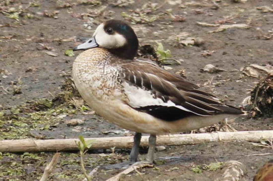 Pato overo/Chiloe Wigeon