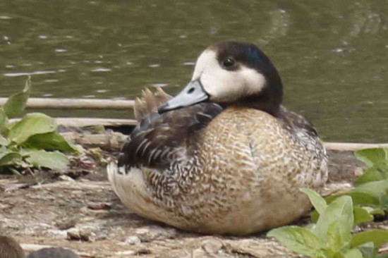 Pato overo/Chiloe Wigeon