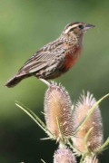 Pecho colorado/White-browed Meadowlark