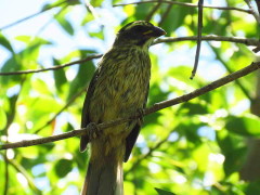 Pepitero verdoso/Green-winged Saltator