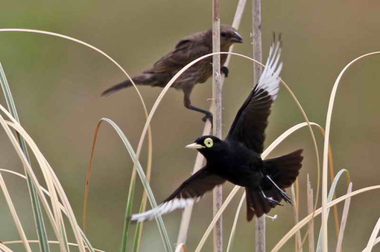 Pico de plata/Spectacled Tyrant