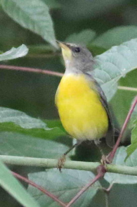 Pitiayumí/Tropical Parula