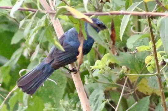 Reinamora chica/Glaucous-blue Grosbeak