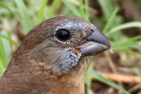 Reinamora chica/Glaucous-blue Grosbeak