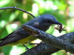 Suirirí real/Tropical Kingbird