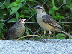 tordo-calandria/Cowbird-Mockingbird