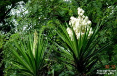 Yuca/Dagger plant