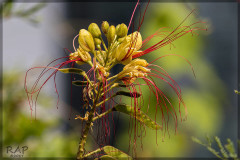 Barba de chivo/yellow bird of paradise