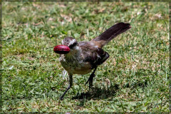 Calandria grande/Chalk-browed Mockingbird