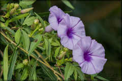 Campanilla lila/Morning glory