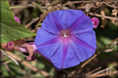 Campanilla violeta/Ocean blue morning glory