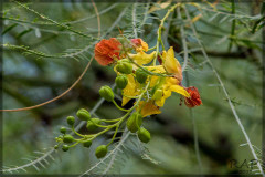 Cina cina/Jerusalen thorn