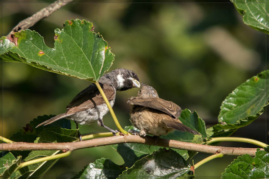 Corbatita común-Double-collared Seedeater