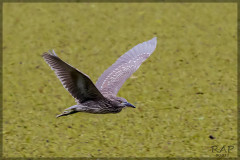 Garza bruja/Balck-crowned Night-Heron