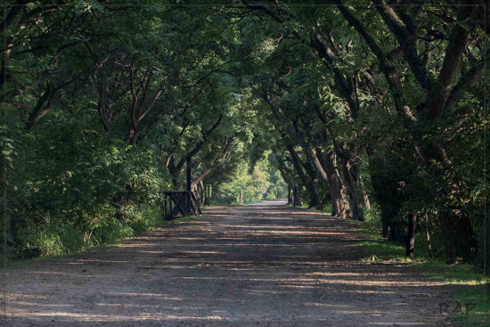 Camino de los Lagartos/Lizrd Path