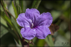 Petunia mexicana/Mexican petunia