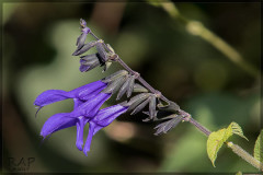 Salvia azul/Blue anise sage