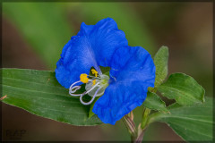 Flor de Santa Lucía/Whitemouth dayflower